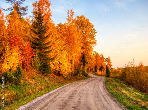 country road in autumn forest