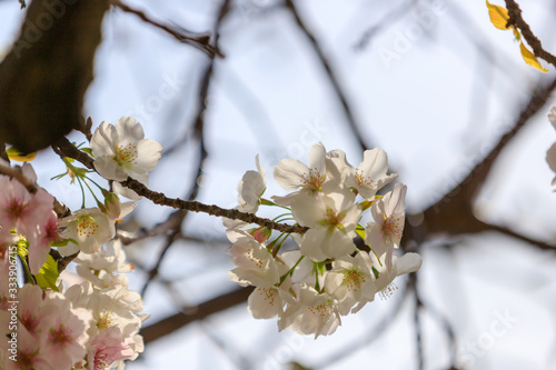 桜のある風景