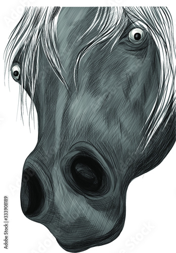 grey horse face portrait of a funny vector illustration