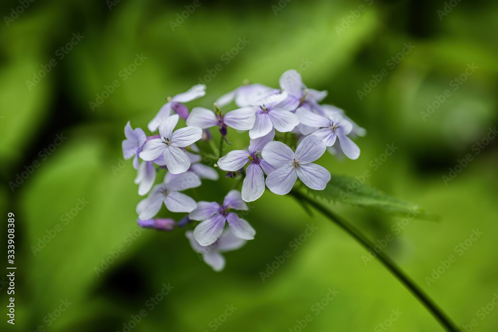 Lunaria Rediviva Perennial Honesty Flowers Lunaria Rediviva Perennial Honesty Flowers