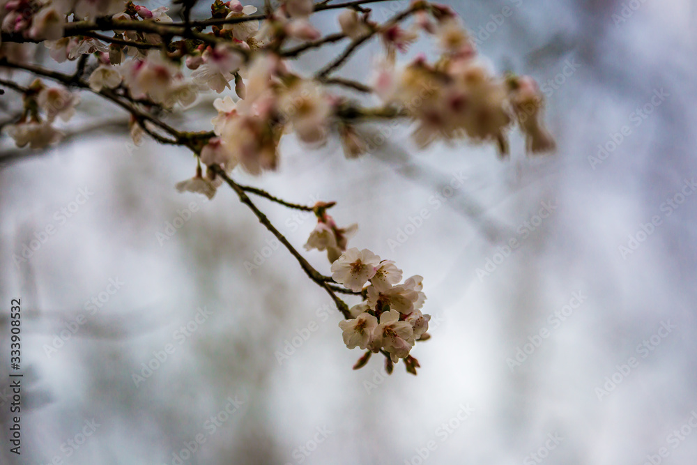 A Blossom Tree In Springtime