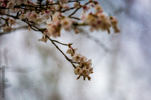 A Blossom Tree In Springtime © lemanieh