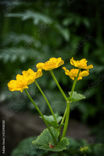 Caltha Palustris Kingcup Yellow Flower
