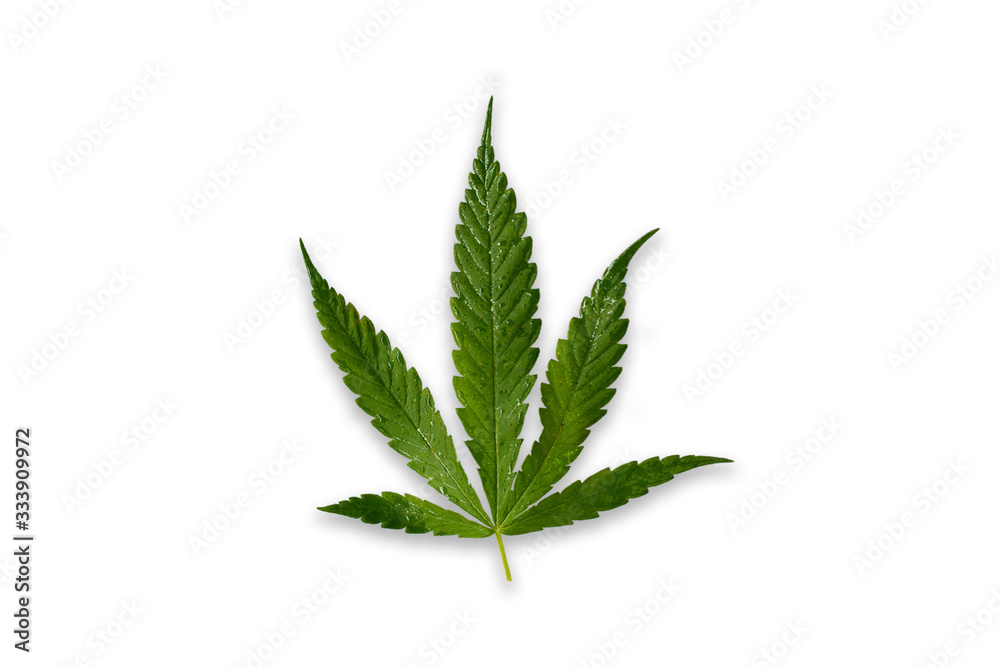 Cannabis or Marijuana leaf isolated on white background Clipping Path.