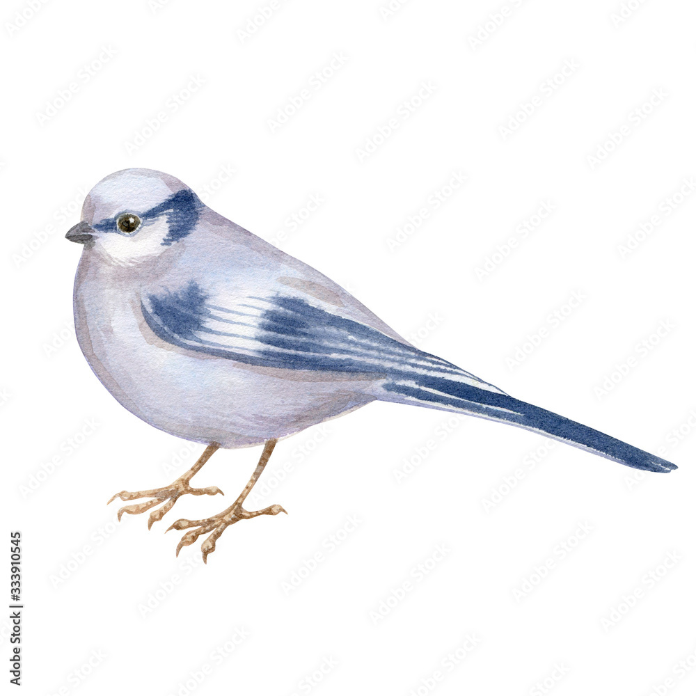 Watercolor art of beautiful portrait of azure tit (Cyanistes cyanus) isolated on white. Close-up small bird on white background. For posters, textile design, postcard and ornithology magazine.
