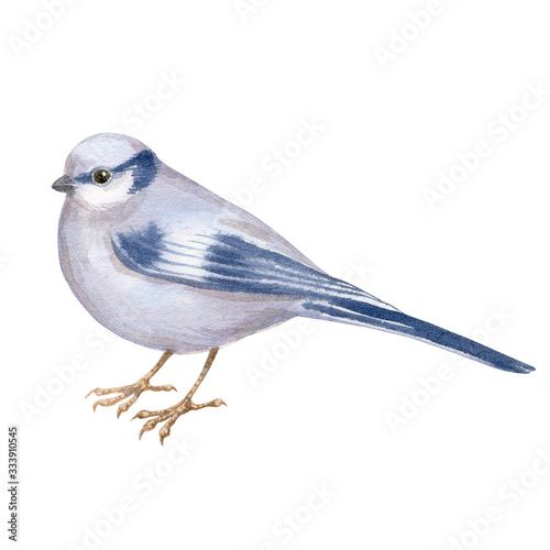 Watercolor art of beautiful portrait of azure tit (Cyanistes cyanus) isolated on white. Close-up small bird on white background. For posters, textile design, postcard and ornithology magazine.