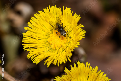 Fly on a yellow flower of a coltsfoot plant (Tussilago farfara)