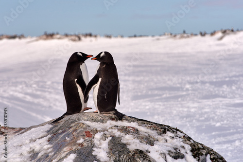 Two Gentoo Pinguins (Pygoscelis papua) in love in Antarctica photo