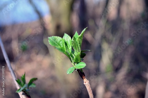 small young green leaves in march