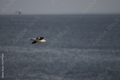 Black and White Seagull in flight
