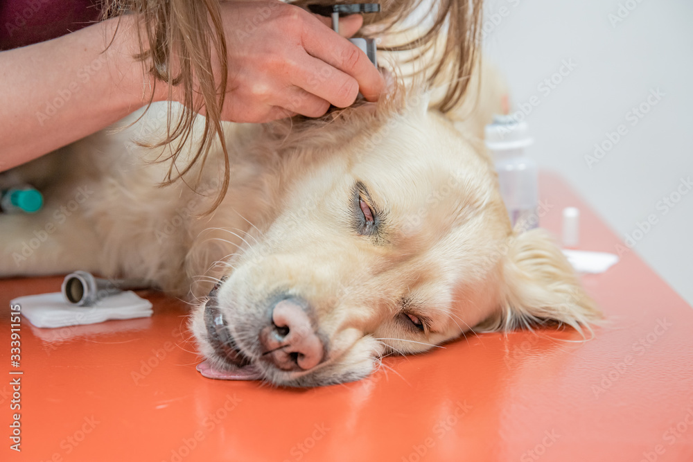 Examination of the ear in a dog using special tools in a veterinary clinic. gold retvier Examination of the ear in a dog using special tools in a veterinary clinic. gold retvier
