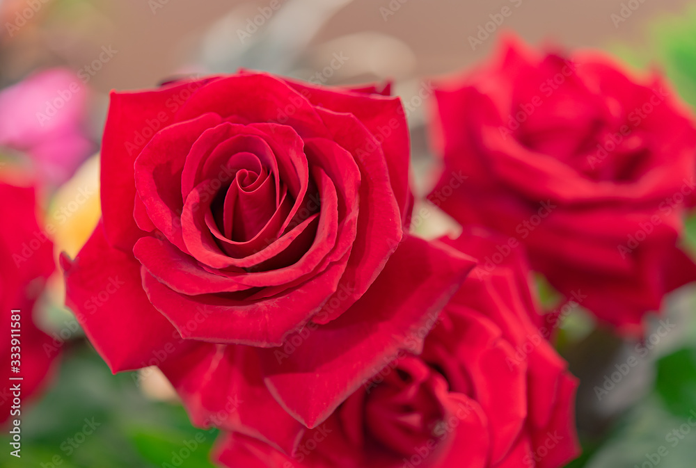 Bouquet of fresh roses, flower bright background. Bouquet of fresh roses, flower bright background.