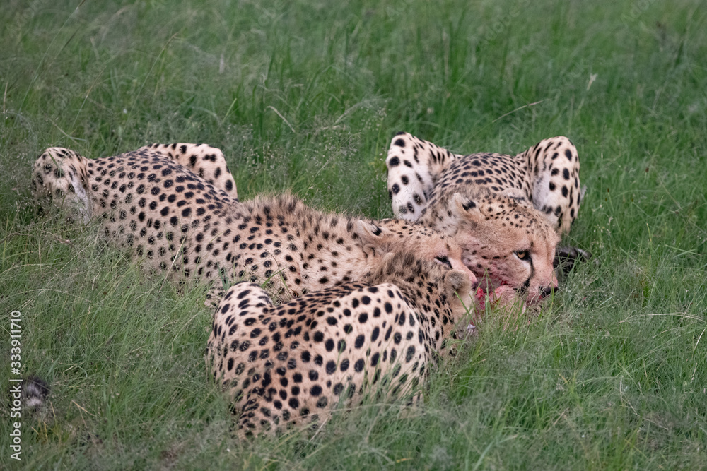 Three young male cheetahs feeding on a recent kill Three young male cheetahs feeding on a recent kill