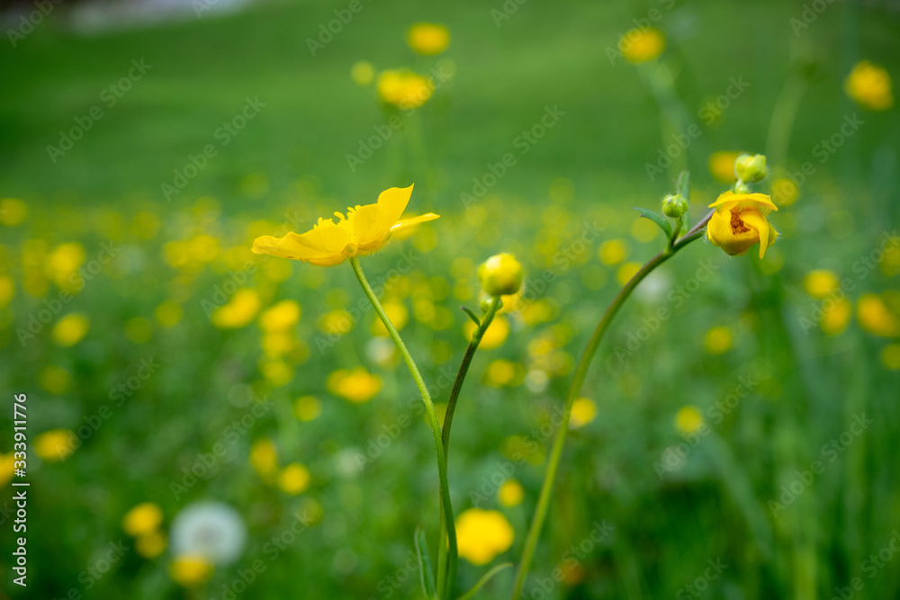 Close up small lovely yellow flowers on blurred fresh green field background , wallpaper , copy space