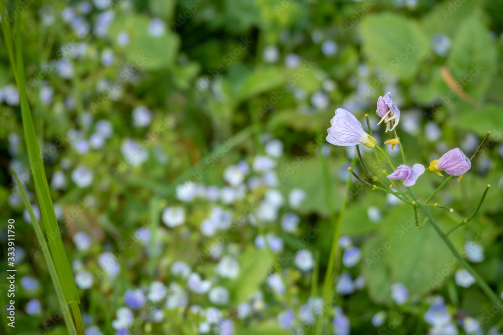 Fototapeta premium Close up pretty small violet flowers on blurred background , wallpaper , copy space