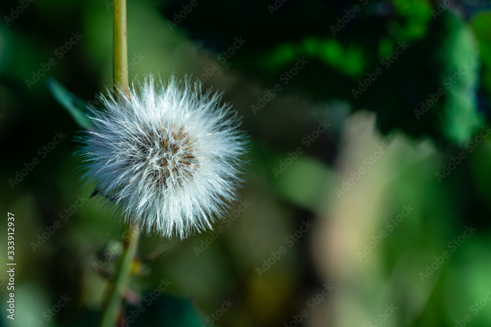 Dandelion on garden background