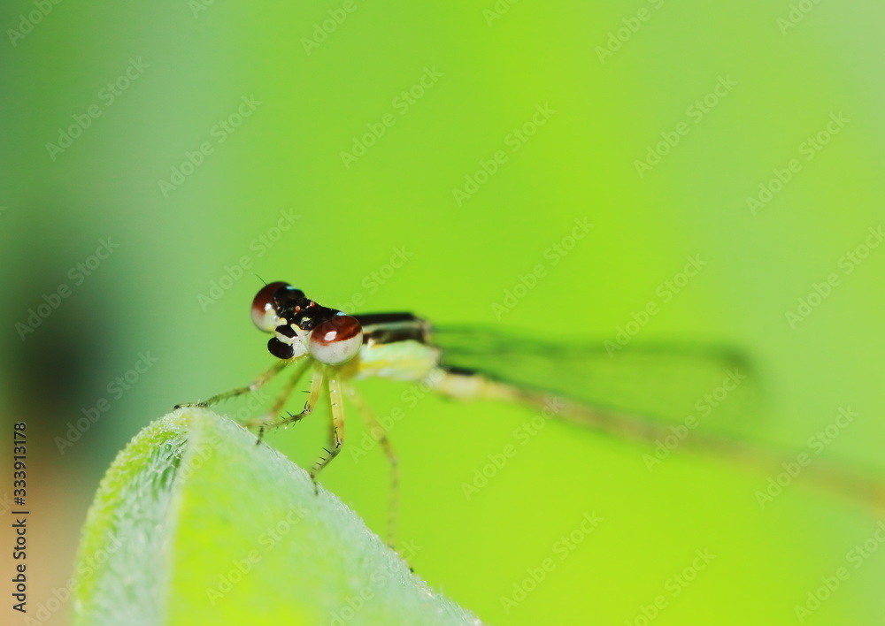 Macro picture of dragonfly in the nature