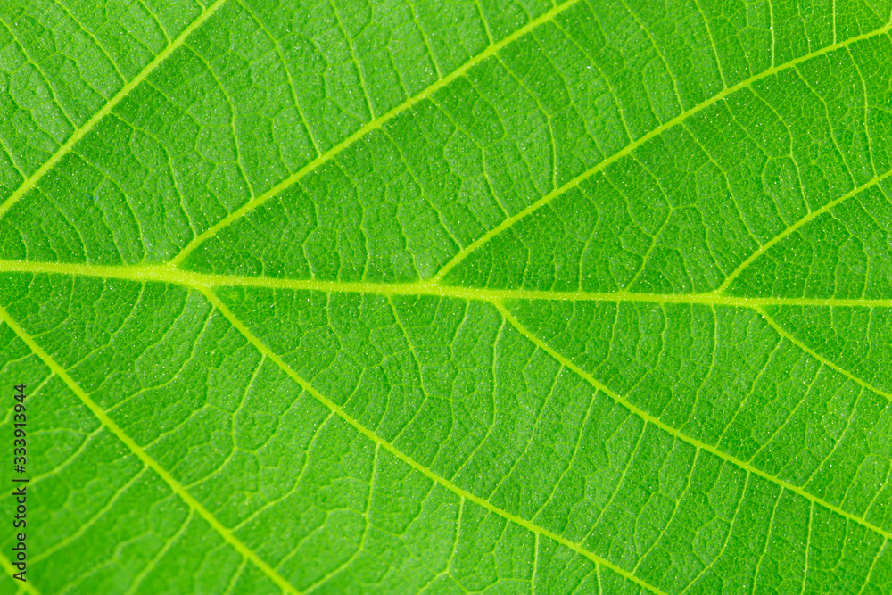 Walnut Leaves. Closeup Texture. Walnut Leaves. Closeup Texture.