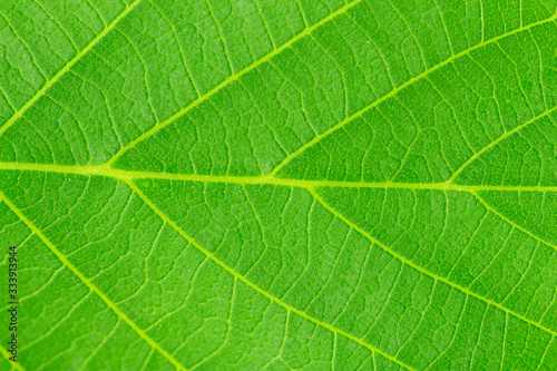 Walnut Leaves. Closeup Texture.