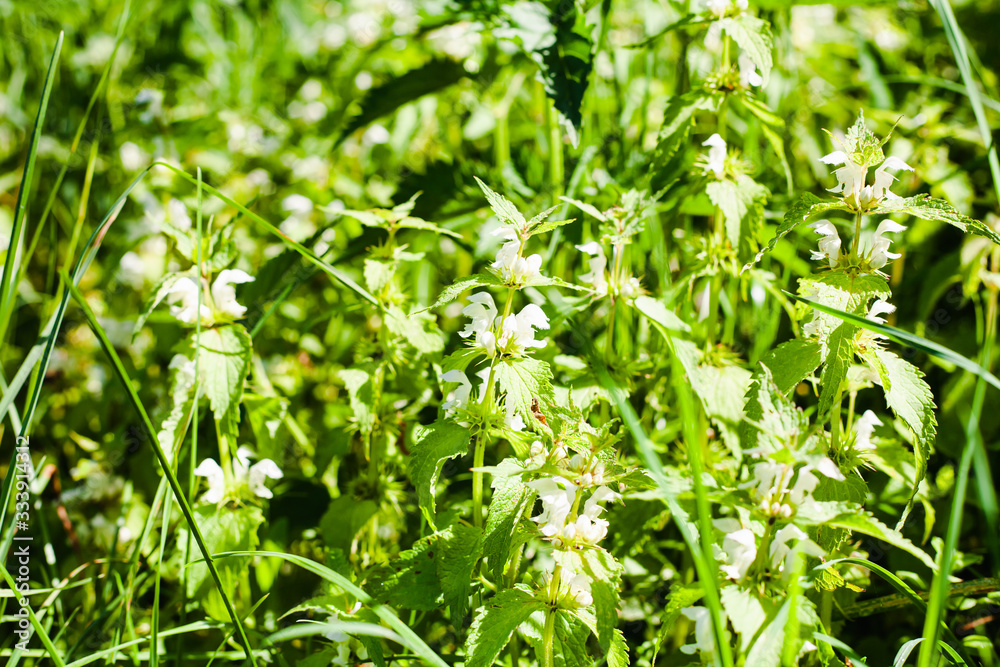 Green grass and flowers in sunny day.