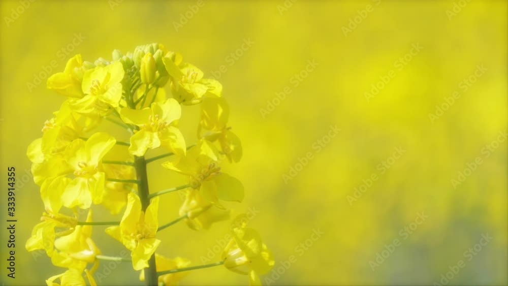 菜の花畑 クローズアップ