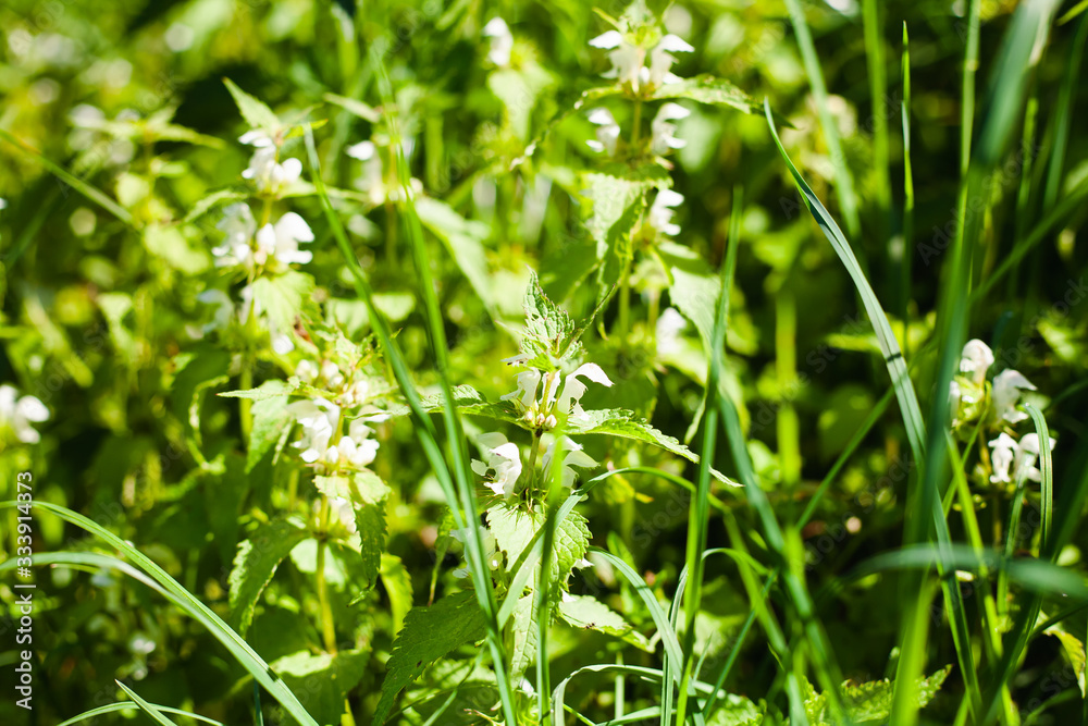 Green grass and flowers in sunny day. Green grass and flowers in sunny day.