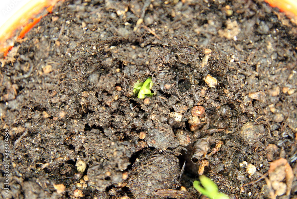 sprouts from tangerine seeds in a pot sprouts from tangerine seeds in a pot
