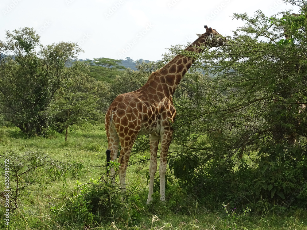 Giraffa camelopardalis rothschildi Giraffa camelopardalis rothschildi