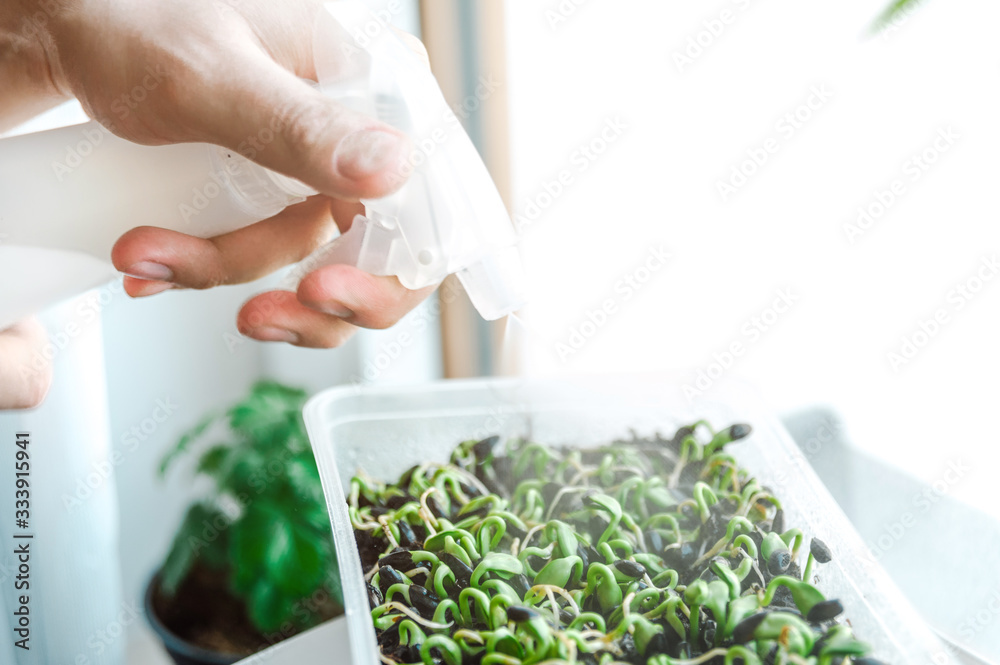 Man watering microgreens from a spray bottle. Concept of home gardening, eco food. Man watering microgreens from a spray bottle. Concept of home gardening, eco food.