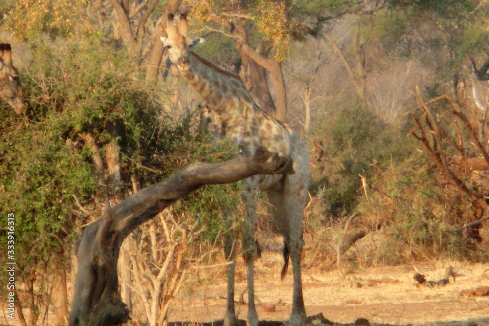 Giraffa camelopardalis giraffa Giraffa camelopardalis giraffa