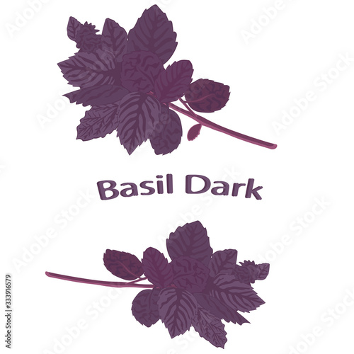 Fragrant spice purple basil. Dark opal basil close-up. Fresh red basil isolated on white background. Ocimum basilicum. Vector illustration.