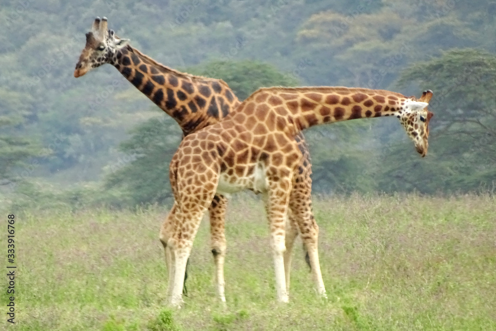 Naklejka premium Giraffa camelopardalis rothschildi
