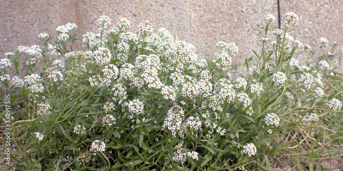 plante vivace blanche floraison printannière 
