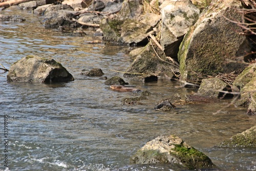 Bisamratte  Ondatra zibethicus  an der Eder in Nordhessen