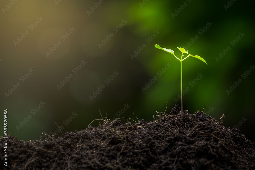 Seedlings are growing from fertile soil. And the morning sun shining on the concept of agriculture. Seedlings are growing from fertile soil. And the morning sun shining on the concept of agriculture.