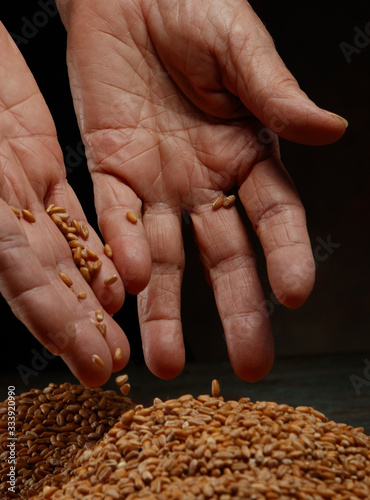 Still life of the wheat harvest.  Wheat grains in hands on a dark background. Hands of an old woman pour grain of ripe wheat. Close-up