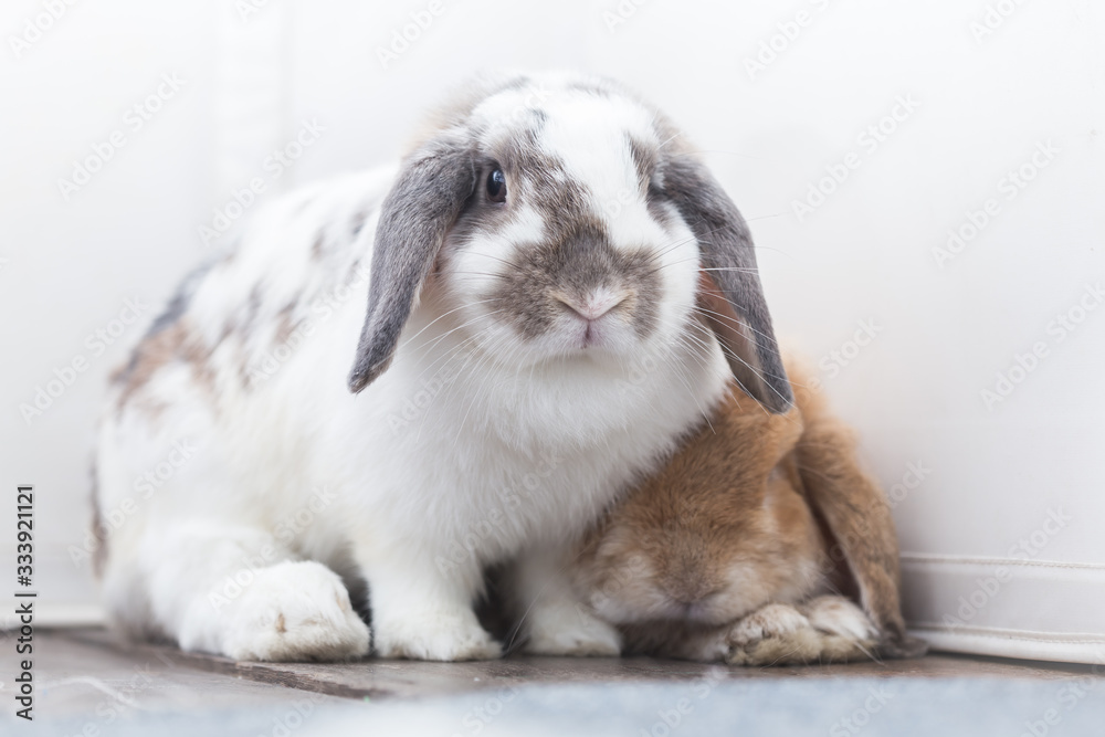 Rabbit with brown and white Lovely lying on the floor. Split on a white background. Rabbit with brown and white Lovely lying on the floor. Split on a white background.