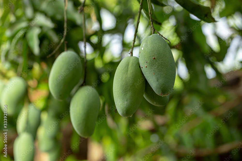 Closeup of Green Mangoes hanging on Mango tree Closeup of Green Mangoes hanging on Mango tree