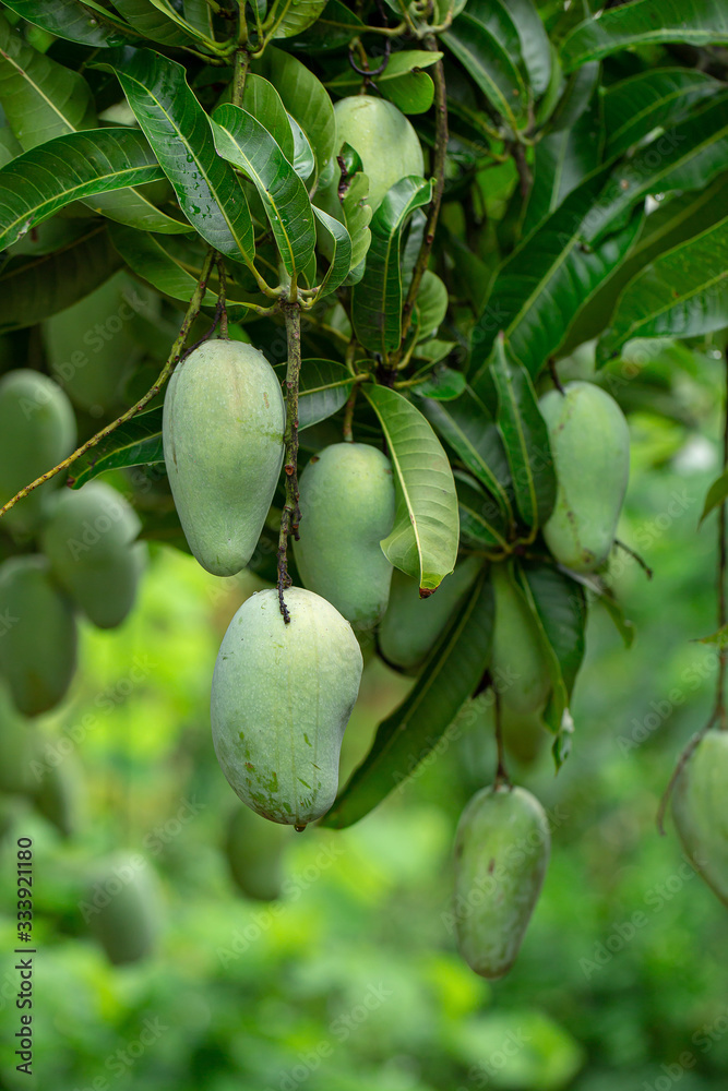 Obraz premium Closeup of Green Mangoes hanging on Mango tree
