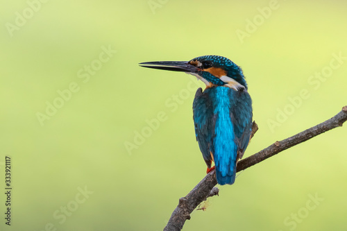 Image of common kingfisher  Alcedo atthis  perched on a branch on nature background. Bird. Animals.