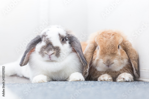 Rabbit with brown and white Lovely lying on the floor. Split on a white background.