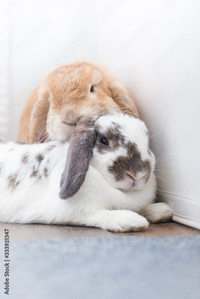 Rabbit with brown and white Lovely lying on the floor. Split on a white background. Rabbit with brown and white Lovely lying on the floor. Split on a white background.