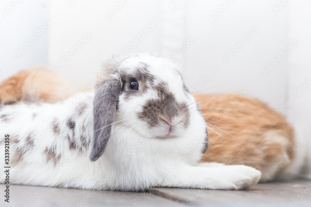 Rabbit with brown and white Lovely lying on the floor. Split on a white background. Rabbit with brown and white Lovely lying on the floor. Split on a white background.