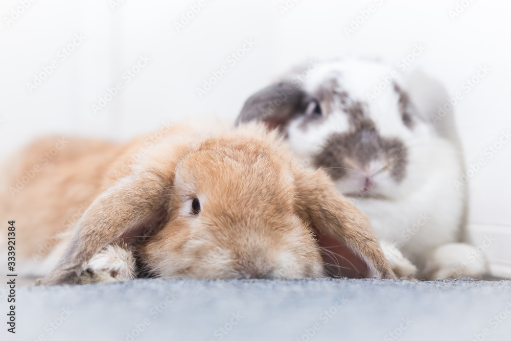 Rabbit with brown and white Lovely lying on the floor. Split on a white background. Rabbit with brown and white Lovely lying on the floor. Split on a white background.
