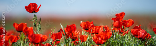 Allphotokz Poppy 20150504 7455 D810 PS