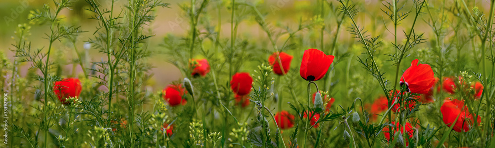 Obraz premium Allphotokz Poppy 20150505 7849 D810 PS