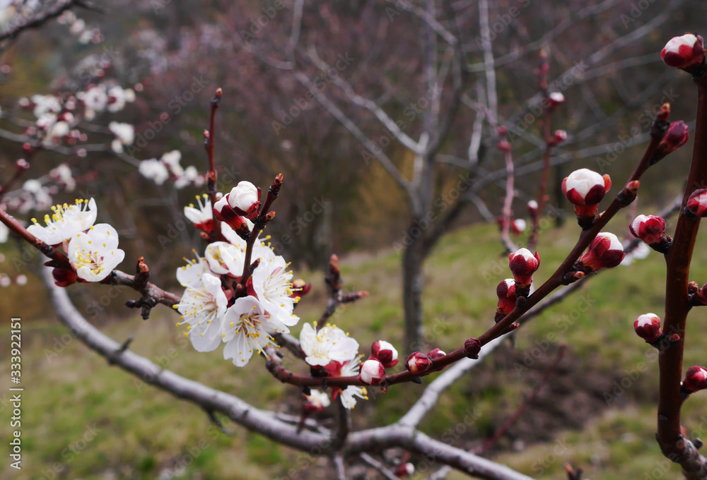 Cherry blossoms bloomed beautifully The cherry blossoms bloom and let us know the coming of spring. We celebrate the arrival of spring under the cherry tree. Nature photo. Cherry blossoms bloomed beautifully The cherry blossoms bloom and let us know the coming of spring. We celebrate the arrival of spring under the cherry tree. Nature photo.