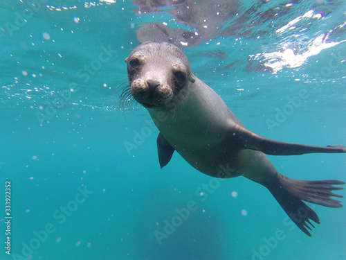 Photography seal in water
