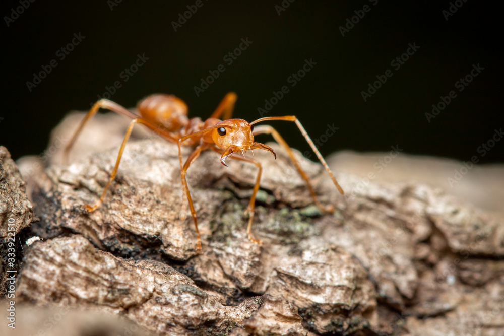 Image of red ant(Oecophylla smaragdina) on tree. Insect. Animal. Image of red ant(Oecophylla smaragdina) on tree. Insect. Animal.