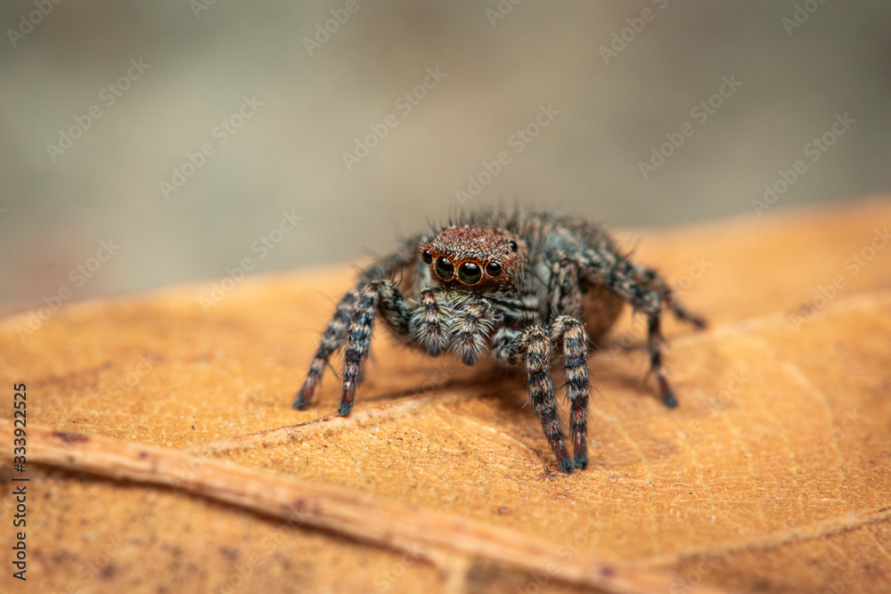 Image of jumping spiders (Salticidae) on a natural background., Insect. Animal. Image of jumping spiders (Salticidae) on a natural background., Insect. Animal.
